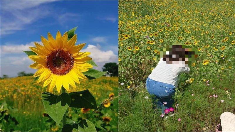 只為了打卡！她竟踏進花海狂踩喊這句
