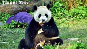 大貓熊,圓仔,假孕,台北市立動物園,動物園