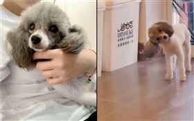 5歲愛犬撞到頭脖子歪了！主人超緊張…獸醫檢查後笑：演的▲。（圖／翻攝自微博）