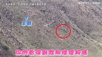 牠山坡上狂奔追羊群　主人衝山頂阻止