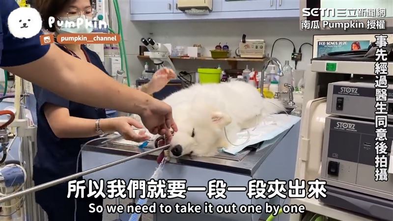毛孩誤食背帶　醫用胃視鏡夾出嚇壞眾