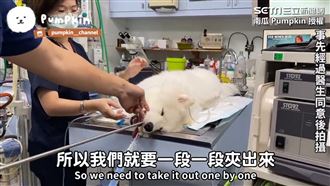 毛孩誤食背帶　醫用胃視鏡夾出嚇壞眾