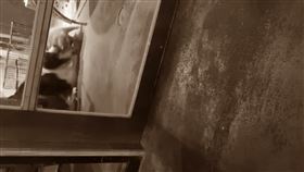 咖啡館,浣熊,虐待動物,台北／翻攝臉書