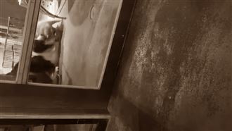 北市咖啡館爆虐待　浣熊綁桌腳狠踹