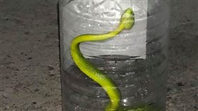 露營公社,赤尾青竹絲,露營,端午