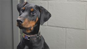 ▲杜賓犬在台灣有相當的人氣，卻鮮少有人飼養。（示意圖／翻攝自Pixabay）