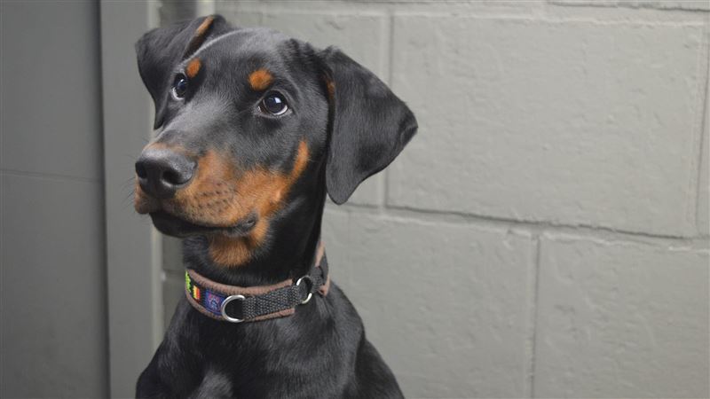 新竹陳姓男子飼養3隻杜賓犬，卻放任犬隻遊蕩、便溺，遭社區管委會依「惡鄰條款」要求搬遷。（示意圖／翻攝自Pixabay）