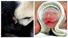 大貓熊「圓圓」產女「幼仔」（組合圖／台北市立動物園提供）