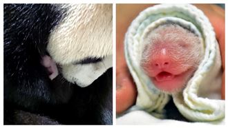 等6年「圓圓」當二寶媽圓仔盼到妹妹