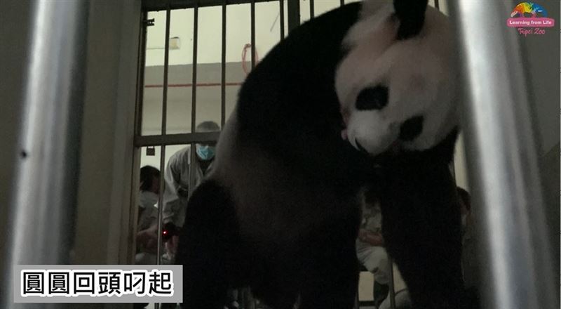 遭媽咬傷「圓仔妹」背部出現L型傷口