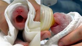  大貓熊「圓圓」產女「幼仔」（圖／台北市立動物園提供）