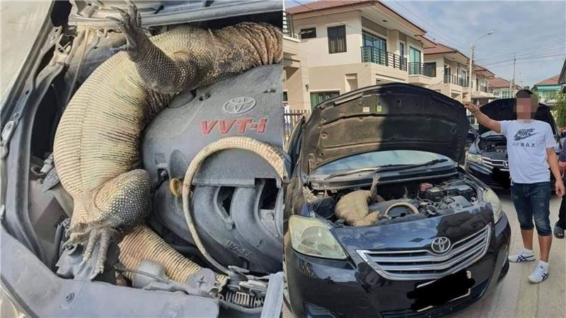 車子發不動… 引擎蓋一開：超大巨蜥