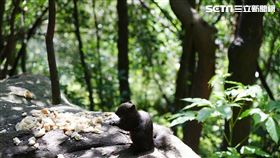 高溫,炎熱,天氣（圖／記者李鴻典攝）