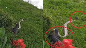 工程師見2公尺巨蟒獵食！結局慘遭2巨蜥「1頭1尾」分食（圖／翻攝自Swen Einhaus臉書）