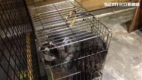 浣熊,穿越9000公里交給你,虐待,台北,咖啡館　記者李依璇攝影