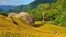 花蓮赤科山賞金針花海花蓮赤科山以金針花海聞名，每年8、9月的金針花季，整片山丘開滿黃澄澄的金針花海，美不勝收。（水保局花蓮分局提供）中央社記者李先鳳傳真　109年6月29日