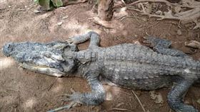 不愛吃肉？風景區鱷魚瘦成「骷顱頭」　醫解剖見死因鼻酸了（圖／翻攝自Trash Lucky臉書）