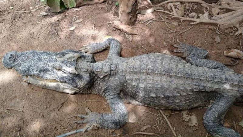 鱷魚瘦成皮包骨　獸醫解剖見死因鼻酸
