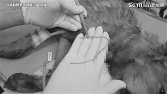 幼犬誤遭像皮筋勒喉！ 分離驚險救回