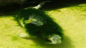 ▲全身長滿海藻的海豹很不開心。（圖／翻攝自推特）