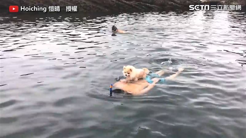 奴才跳海　汪星人跳水救下秒網笑翻
