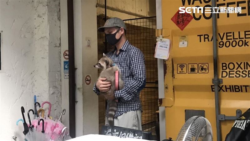 動保處接走浣熊　飼主分別前輕拍安撫