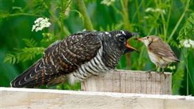 ▲小小的蘆葦鶯媽媽很辛苦的餵食體型比她大的杜鵑鳥寶寶。（圖／翻攝自推特）