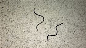 家中出現盲蛇（圖／伍小姐授權提供）