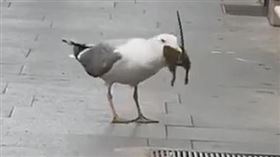 ▲海鷗在羅馬街頭補鼠。（圖／翻攝自推特）