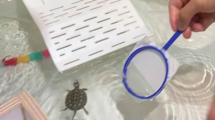 夜市撈烏龜竟收1千元　消保處回應了