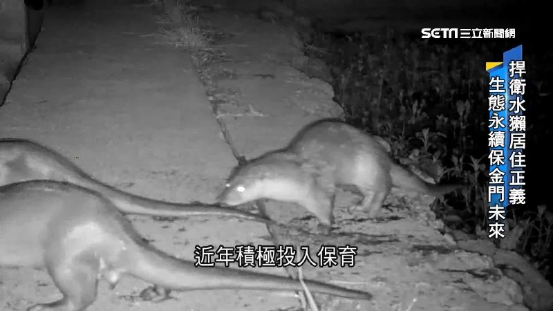 野生水獺全島滅絕　剩金門不到2百隻