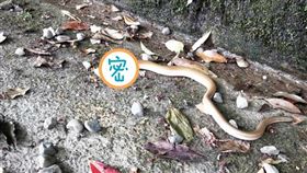 登山,哈特氏蛇蜥,野生蛇相,網友（圖／翻攝野生蛇相）