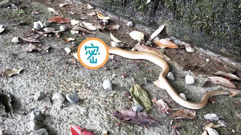 他登山遇見「怪蛇」　網驚呼：超幸運