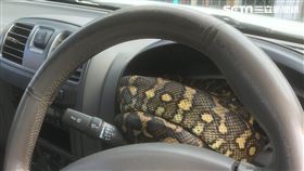 澳洲一名車主，自家車輛儀表板上突然被一隻巨大地毯莫瑞蟒（Carpet python）盤據。（圖／Brendan Dyer授權提供）