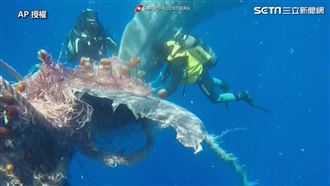 抹香鯨遭魚網纏身　海警下海用刀割網