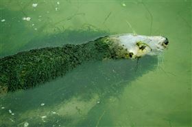 西班牙,動物園,海豹,青苔。(圖/翻攝自AnimaNaturalis推特)