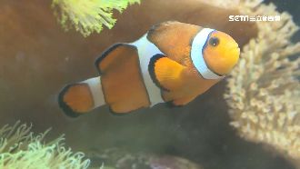 尼莫回大海！復育700隻小丑魚野放