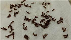 ▲高雄人貼出數百隻隱翅蟲照片，怒吼「這種環境到底我還要忍受多久」？（圖／翻攝《公民割草行動》臉書）