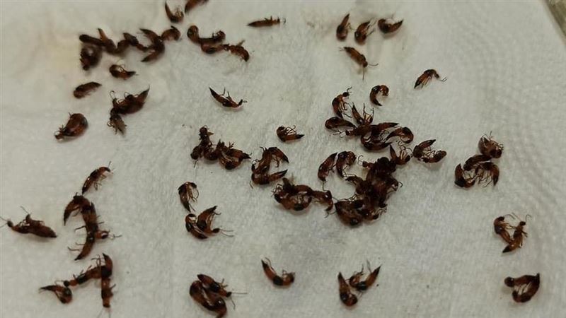 妹子睡夢中壓爆牠　起床一看臉爛流汁