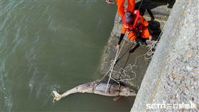 弗氏海豚斷魂西部海岸／翻攝畫面