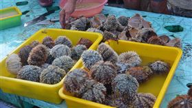 澎湖馬糞海膽開放採捕（2）澎湖馬糞海膽1日開放採捕，馬公第三漁港市場魚貨滿滿，市場僅有零星海膽販售，每顆大小在新台幣50至80元不等，吸引民眾搶購嚐鮮。中央社  109年7月1日