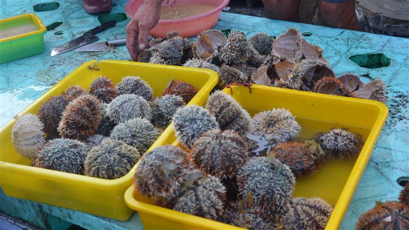 澎湖馬糞海膽開放採捕　嚐鮮趁時