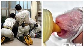 貓熊（台北市立動物園提供）