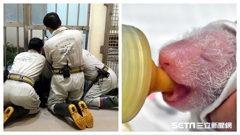 大貓熊圓圓哺乳　保育員「跪著」幫忙