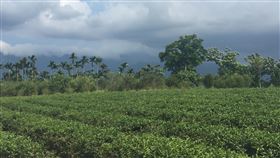 花蓮瑞穗舞鶴茶區　蜜香紅茶名聞全台花蓮瑞穗鄉海拔100至300公尺的舞鶴台地適合茶樹生長，是天鶴茶的產地，經由小葉綠蟬吸吮而製成的蜜香紅茶，獨特的風味名聞全台。中央社記者李先鳳攝　109年7月1日