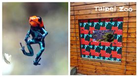 火焰箭毒蛙（台北市立動物園提供）