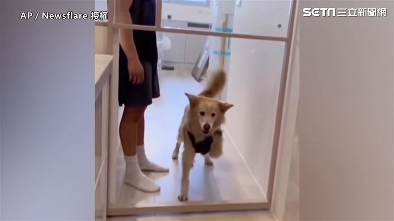 門只剩門框　狗狗不信揮舞空氣萌翻天