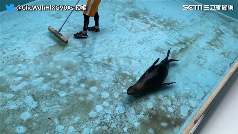 海獅衝汙水滑行　飼育員嘆：越幫越忙
