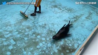 海獅衝汙水滑行　飼育員嘆：越幫越忙