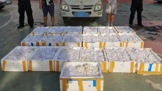 貨車傳怪味…警開箱見1萬顆眼鏡蛇蛋